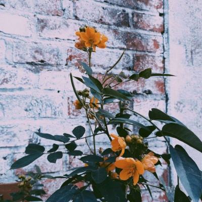 电玩舞会森林app下载截图